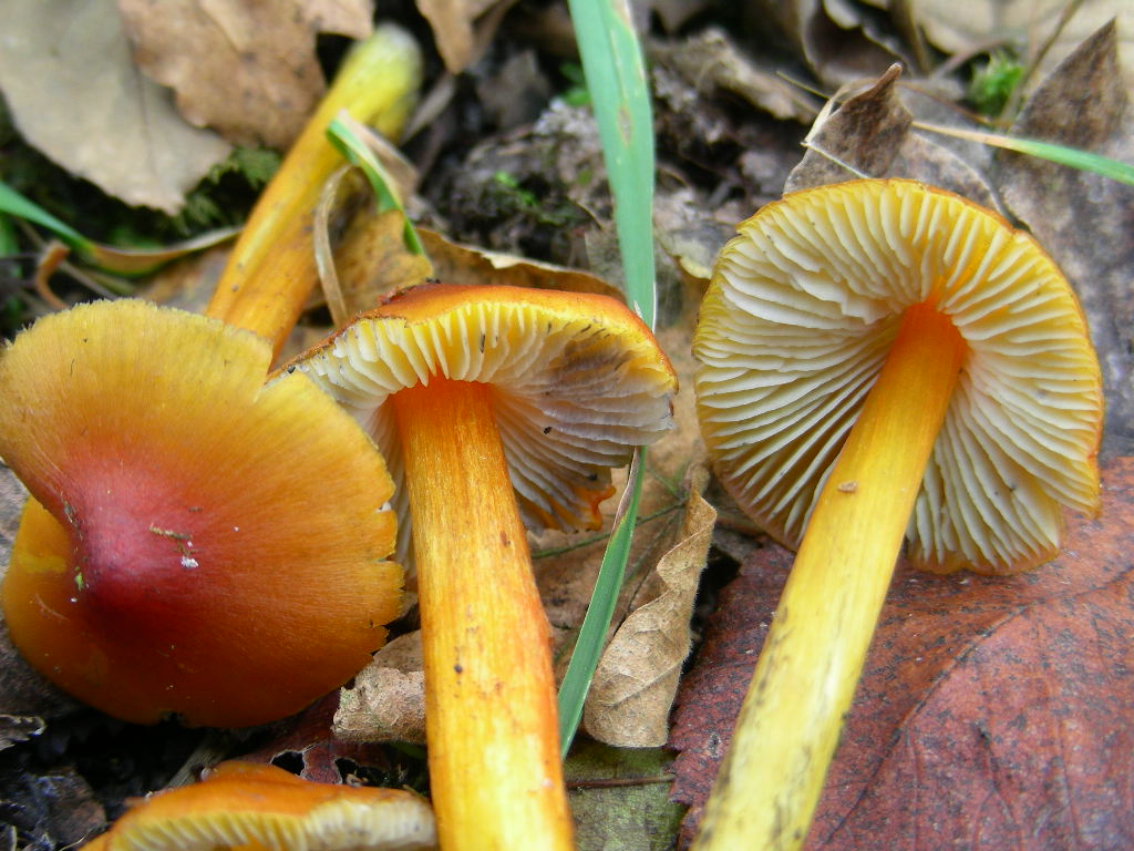 Hygrocybe conica ...